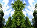 la forêt .photomontage